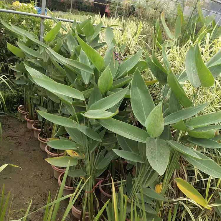 庭院池塘绿化再力花盆栽 再力花盆苗 挺水花卉 观花盆景