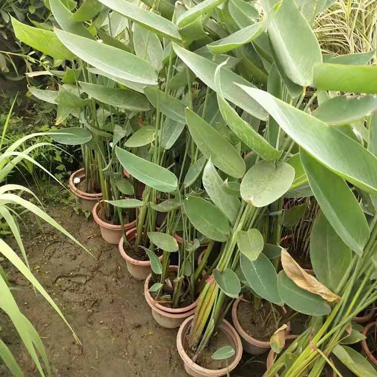 庭院池塘绿化再力花盆栽 再力花盆苗 挺水花卉 观花盆景