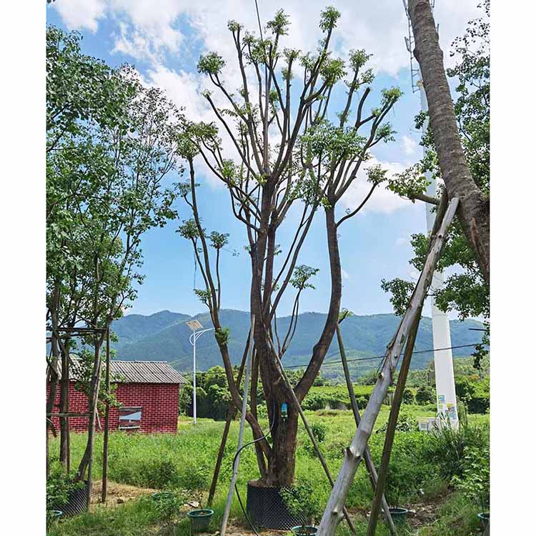 叢生幌傘楓大袋苗批發福建苗木基地供應幌傘楓移植苗風景樹