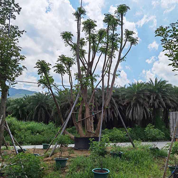 叢生幌傘楓大袋苗批發福建苗木基地供應幌傘楓移植苗風景樹