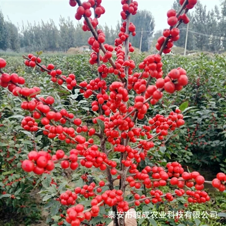 北美冬青苗現(xiàn)挖現(xiàn)賣  地栽盆栽 可南北方種植北美冬青苗