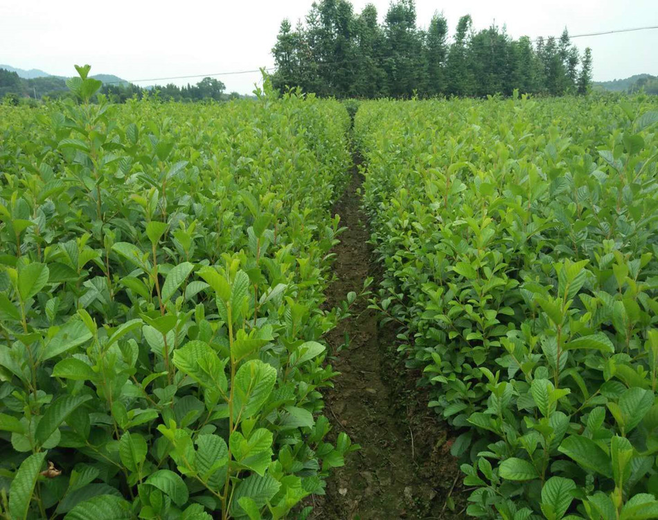 秋播和早春播多以采收种子为目的,这两个时期种植的板蓝根,它的根不能