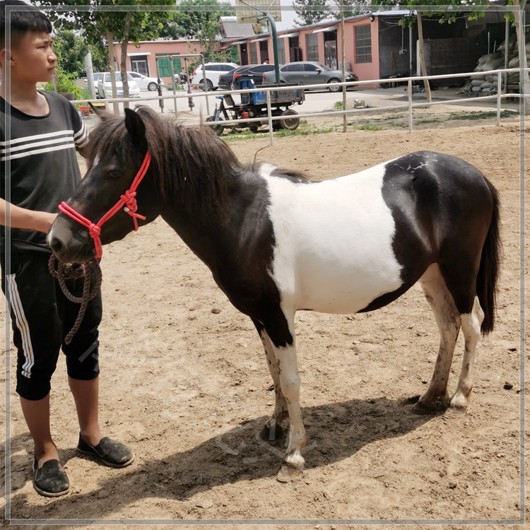 pony矮马宠物马价格批发 3岁肩高118cm 成熟稳定俱乐部调教骑乘马