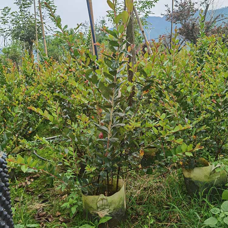 小叶紫薇树苗批发价格 福建基地 丛生小叶紫薇大袋苗 园林景观树