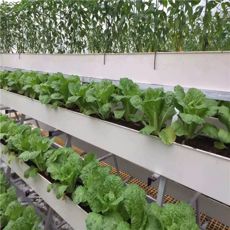 尚霖草莓立体栽培槽厂家