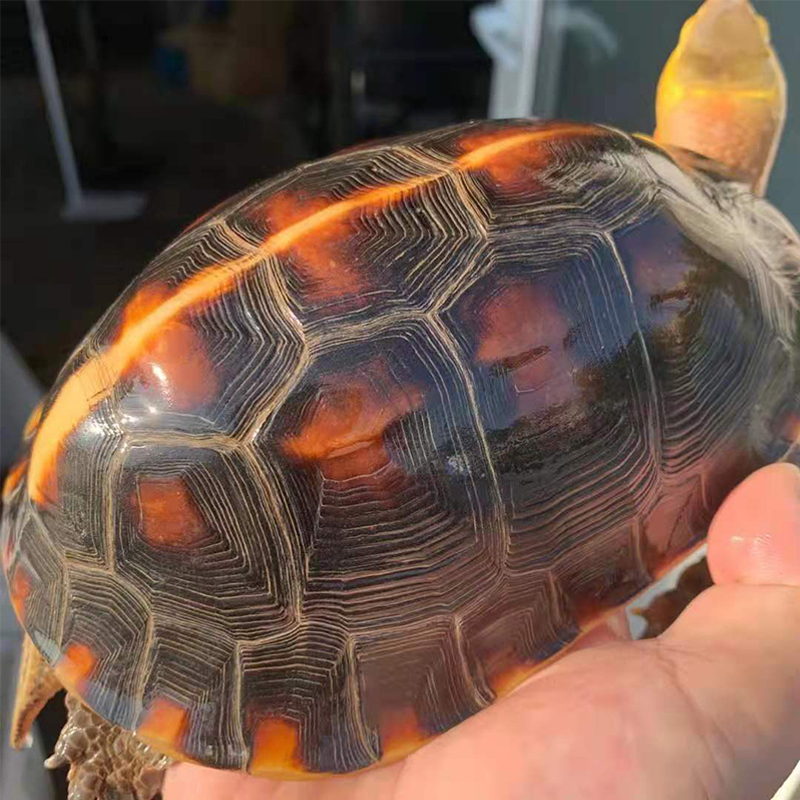 养殖场自销 供应安缘龟苗 黄缘龟 黄缘龟苗-搜采通