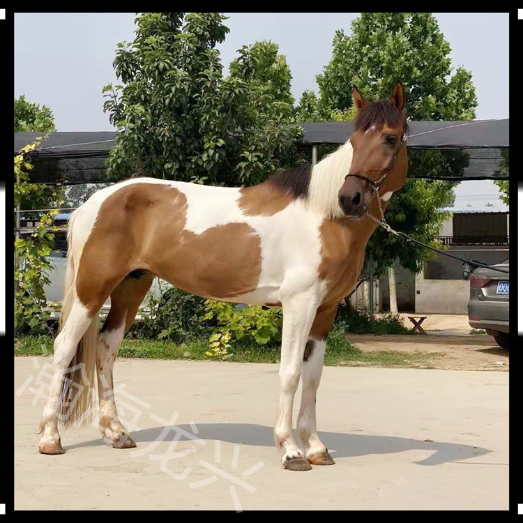 半血馬汗血馬價格批發 5歲肩高157cm 俱樂部教學馬