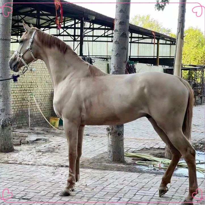 汉诺威马进口马价格批发 5岁肩高165cm 国外俱乐部引进 老实骑乘马