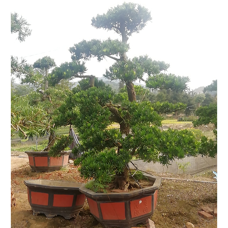 臺灣造型羅漢松盆景價格 造型羅漢松樹樁盆栽 公園景觀樹擺放造景