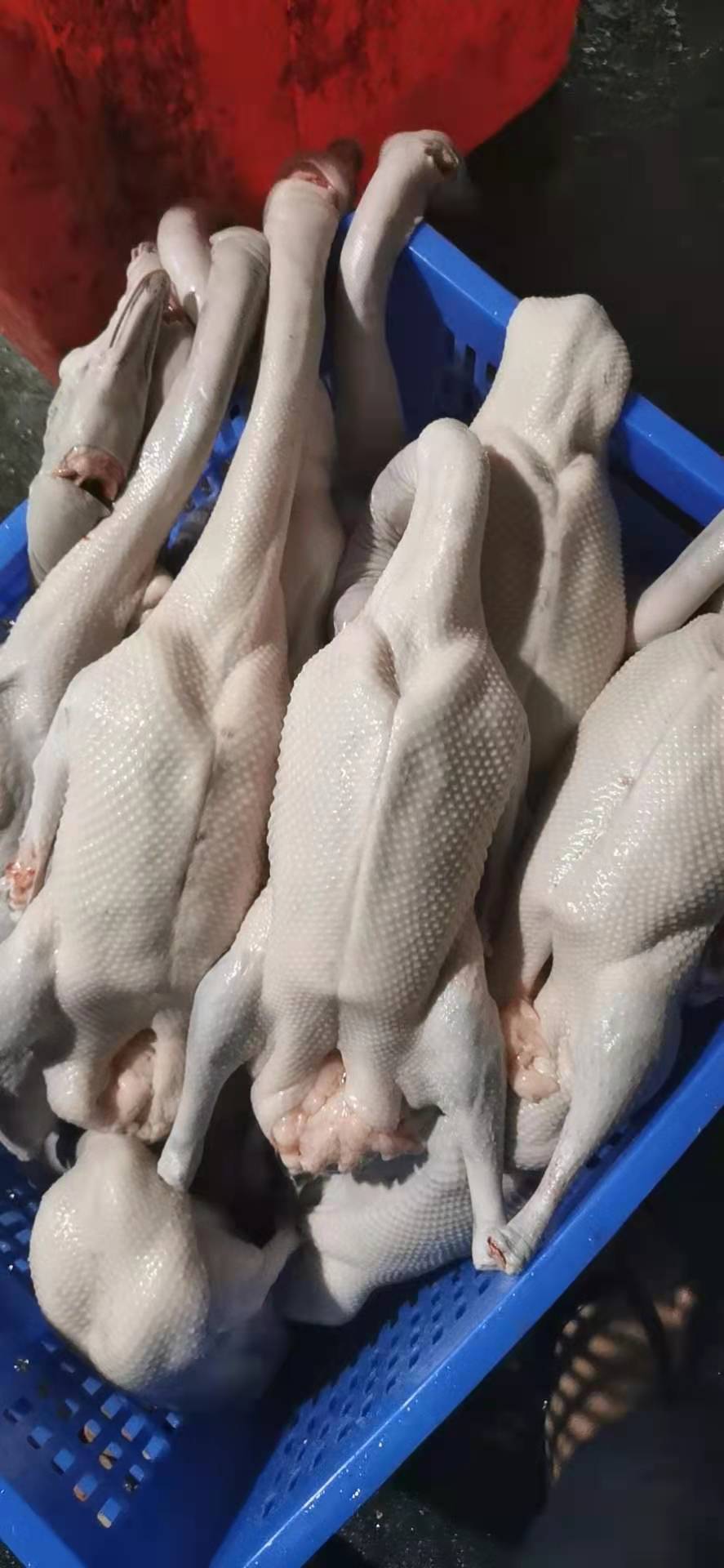 广东正宗新鲜黑棕鹅