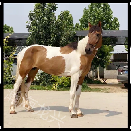 半血馬溫血馬價格批發6歲肩高155cm俱樂部調教騎乘馬