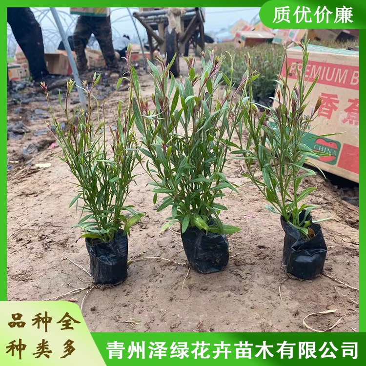山桃草泽绿山桃草种植基地批发山桃草小苗