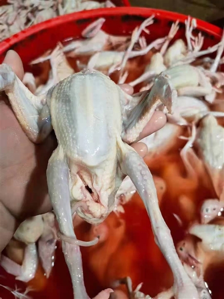 新鲜鸽子批发白羽王批发现杀冰鲜乳鸽