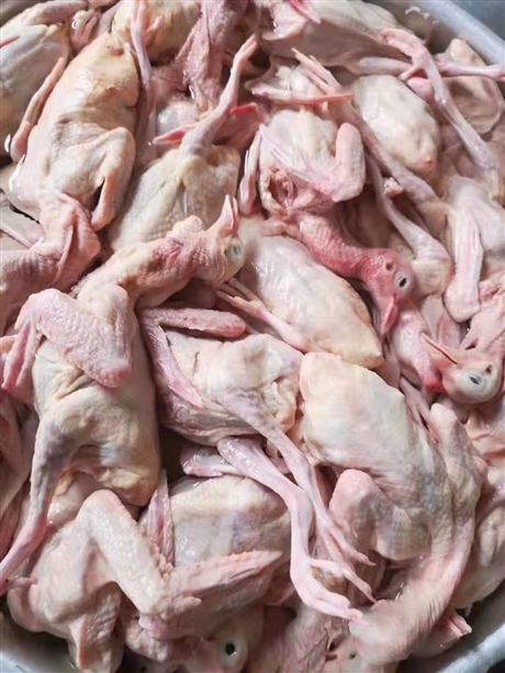 新鲜鸽子批发白羽王批发现杀冰鲜乳鸽