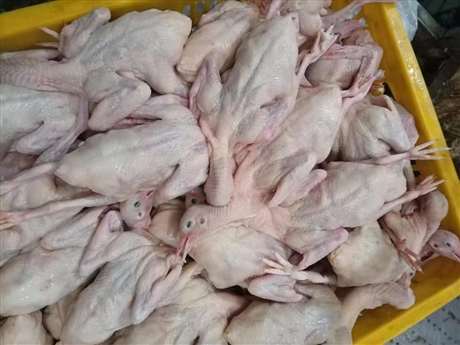 新鲜鸽子批发白羽王批发现杀冰鲜乳鸽