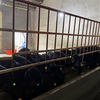 养黑山羊技术及羊的养殖方法  黑山羊养殖密度