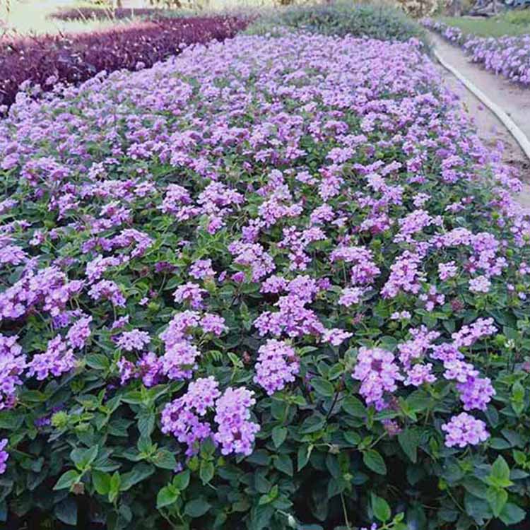 绿化用紫花马缨丹地被苗紫花马缨丹工程苗多规格供应批发