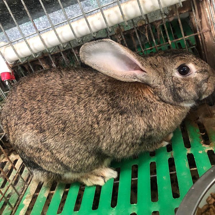 比利时种兔养殖技术散养比利时肉兔