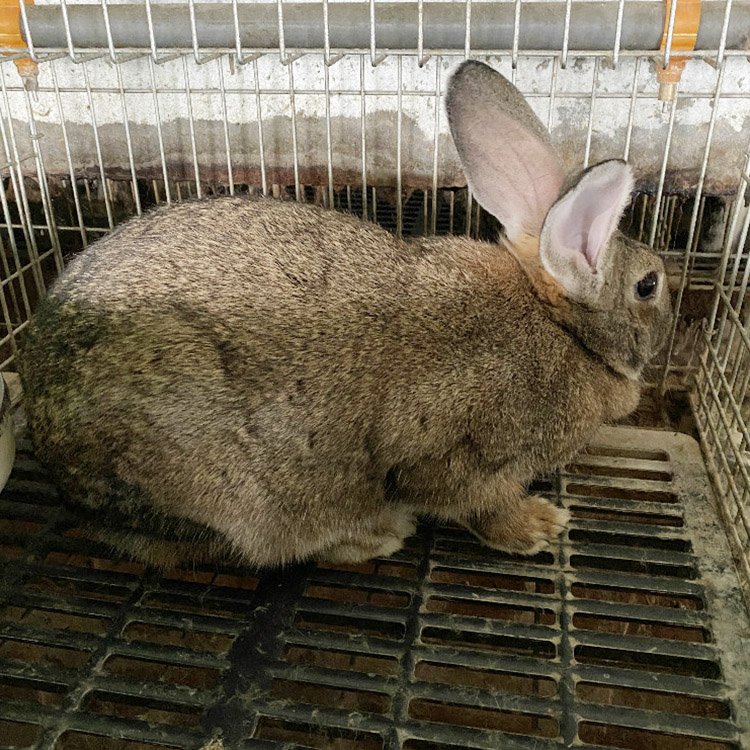 养100只母兔一年利润 比利时种兔一只价格