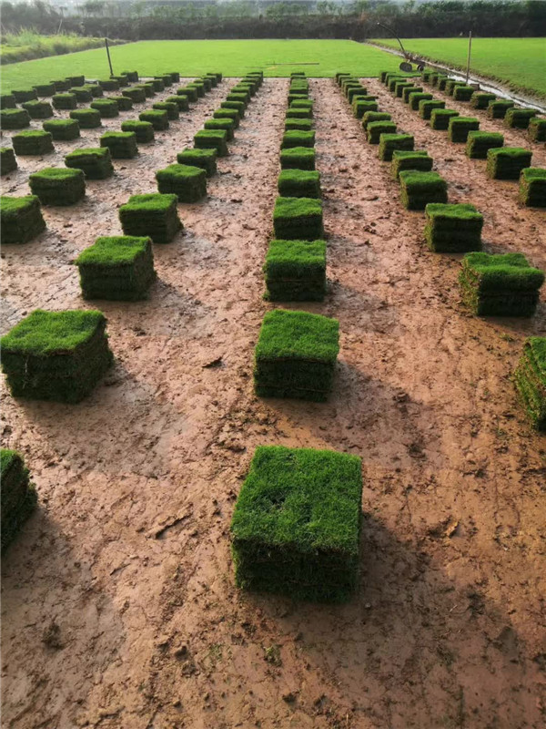 佛山台湾草 佛山南海台湾草卷基地批发