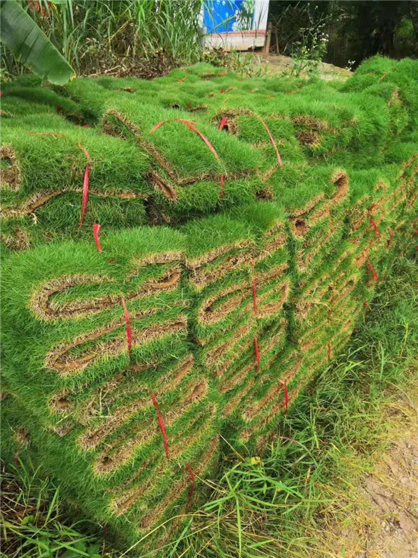 佛山三水区台湾草规格供应