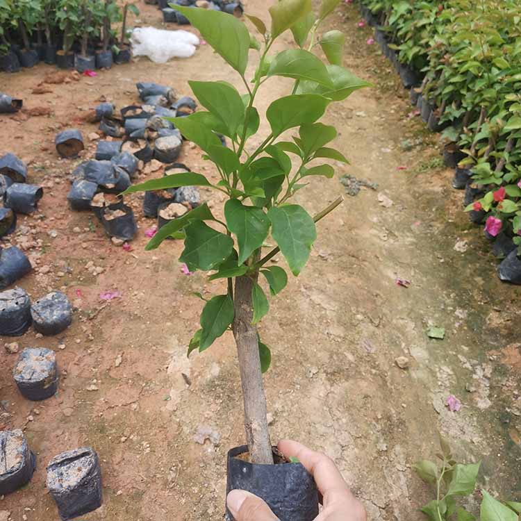 勒杜鹃小苗 三角梅杯苗 三角梅苗 各种颜色都有 高度20-40价格1元