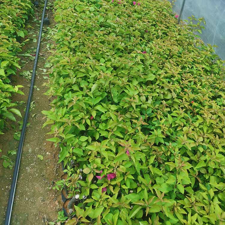 勒杜鹃小苗 三角梅杯苗 三角梅苗 各种颜色都有 高度20-40价格1元