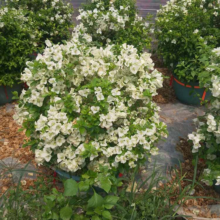 珍珠白三角梅球白花三角梅盆栽白色勒杜鹃球基地直供