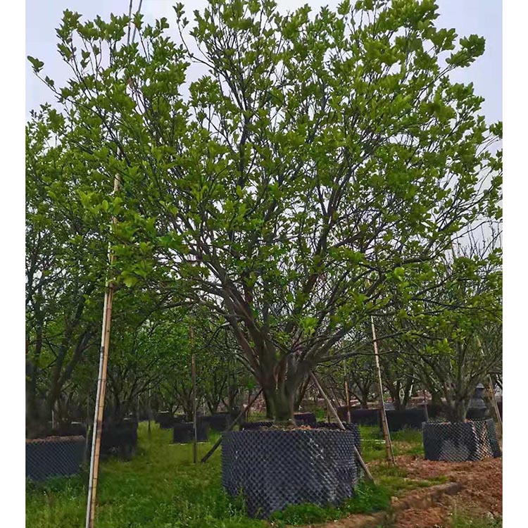 叢生香泡假植苗叢生香泡樹移栽苗價格叢生香櫞樹批發公園造景