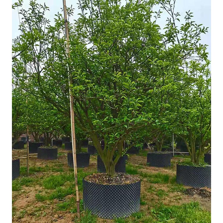 丛生香泡假植苗丛生香泡树移栽苗价格丛生香橼树批发公园造景