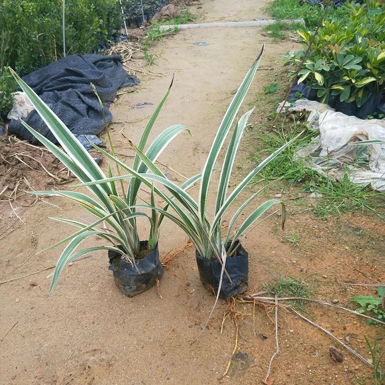 银边山管兰杯苗报价 银边山菅兰容器苗 景观花卉 多种规格