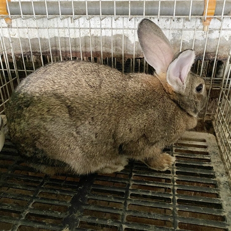 锦州大型种兔养殖杂交比利时兔散养技术