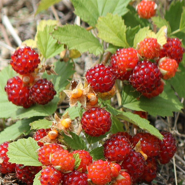 基地出售蛇莓大小杯苗绿化护坡固土公园造景小苗