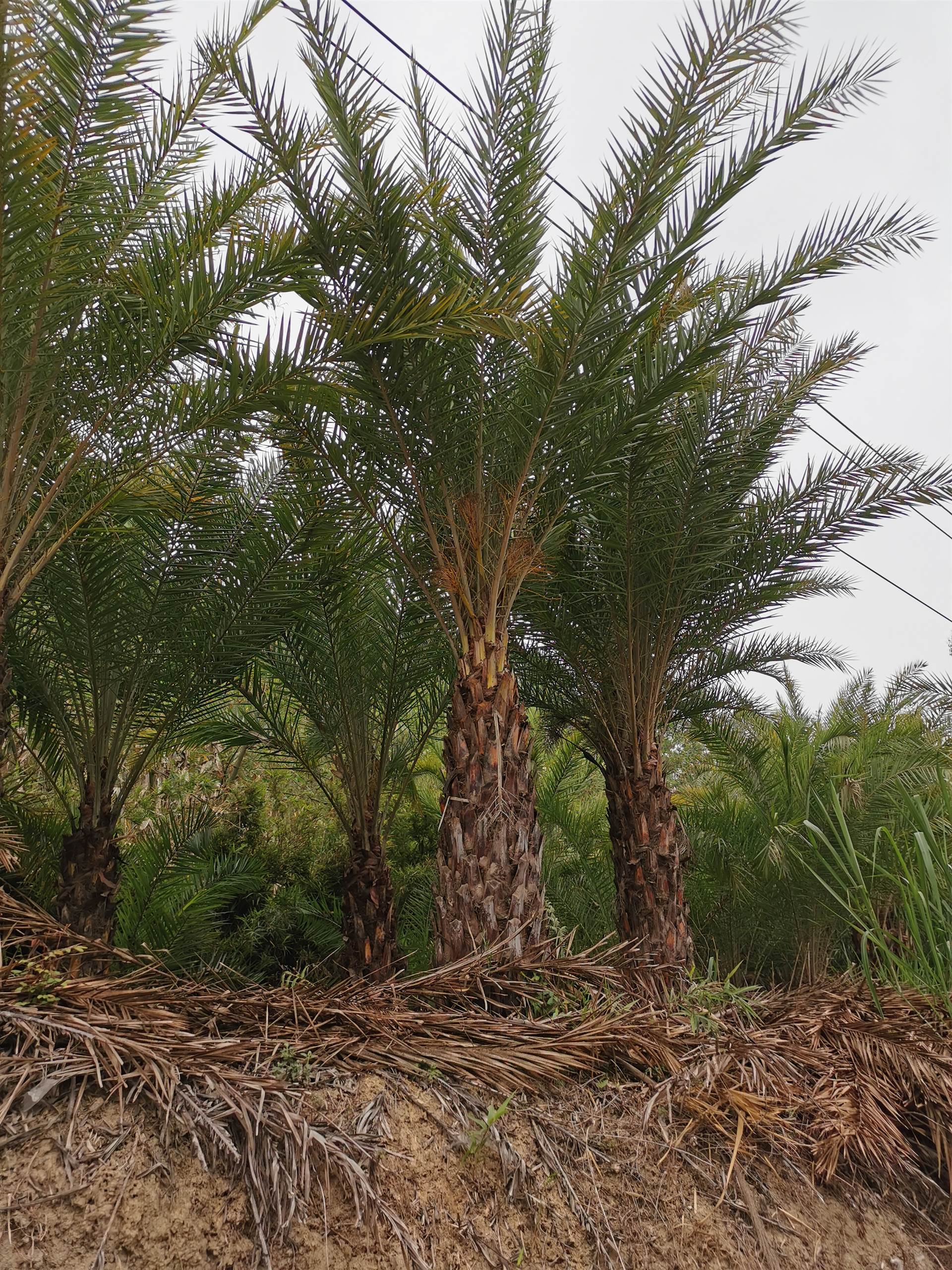 上海中东海枣批发3米中东海枣价格3米中东海枣基地