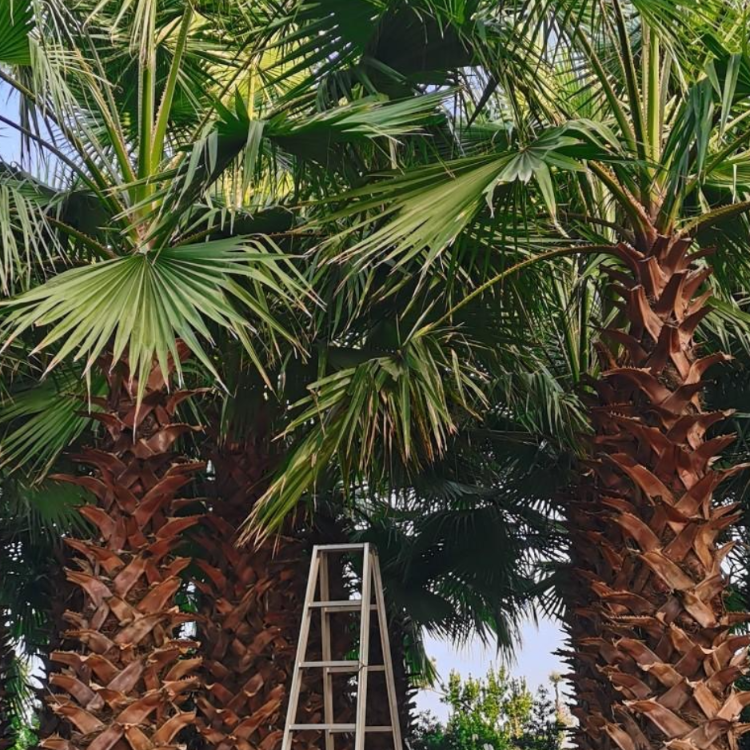 老人葵容器苗 福建华棕产地 老人葵农户直接报价 欢迎咨询