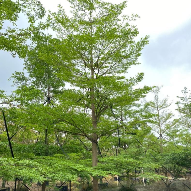 小叶榄仁小叶榄仁行道树绿化苗木锦叶榄仁