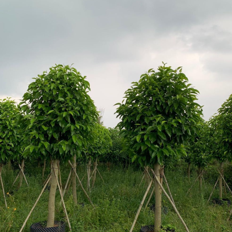 白玉兰白玉兰行道树公园绿化树