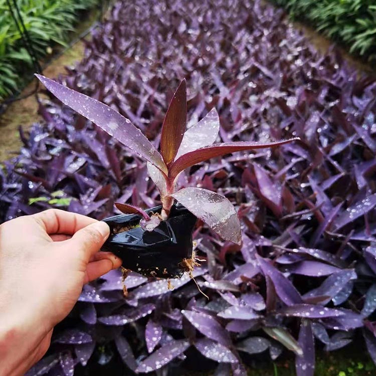 紫葉鴨跖草袋苗 紫竹梅 紫色鴨跖草容器苗 綠化觀葉植物