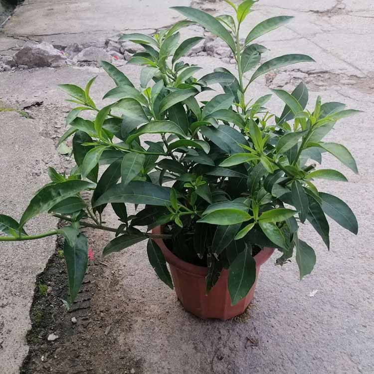 夜来香盆栽批发庭院阳台开花盆景千里香盆苗夜来香观赏花卉