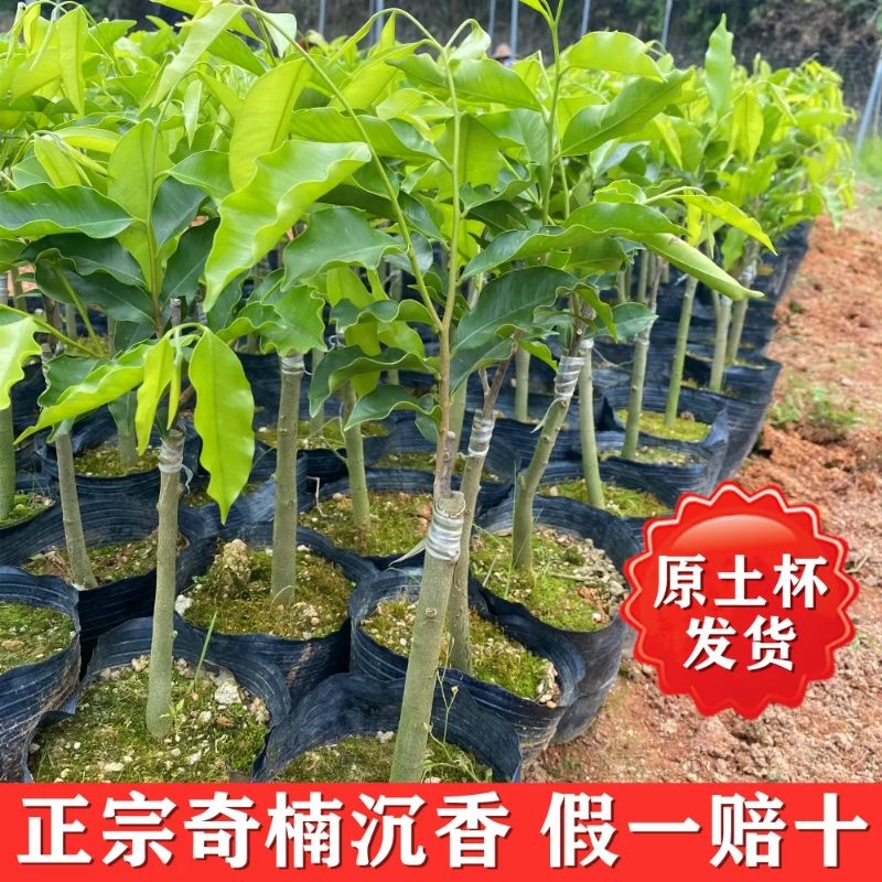 奇楠木苗種植基地 大量批發 源頭苗場直供 奇楠沉香苗健壯長