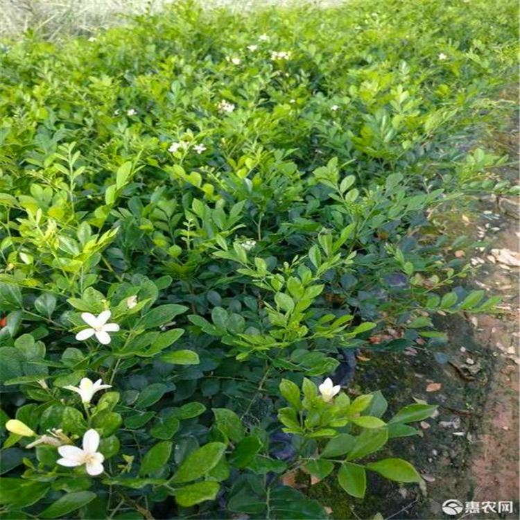 福建九里香苗精品九里香杯苗報價今日行情