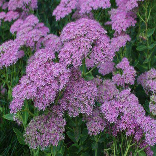 铁岭供应八宝景天一年生八宝景天高清图