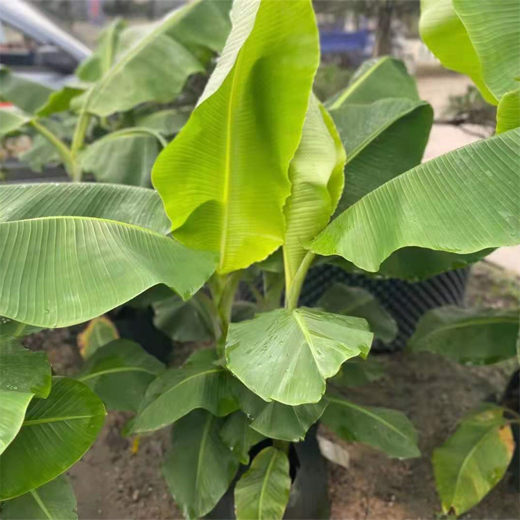 芭蕉树袋苗出售观叶常绿植物庭院绿化苗木园林造景绿植