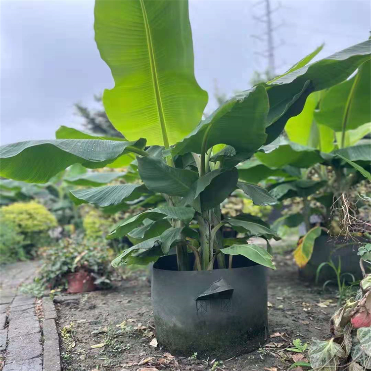 芭蕉树袋苗批发 观叶常绿植物 庭院绿化苗木 园林造景观赏绿植