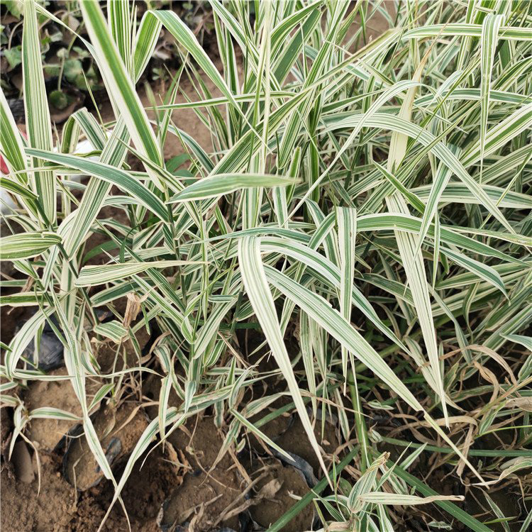 玉带草旭驰批发玉带草玉带草苗致电咨询