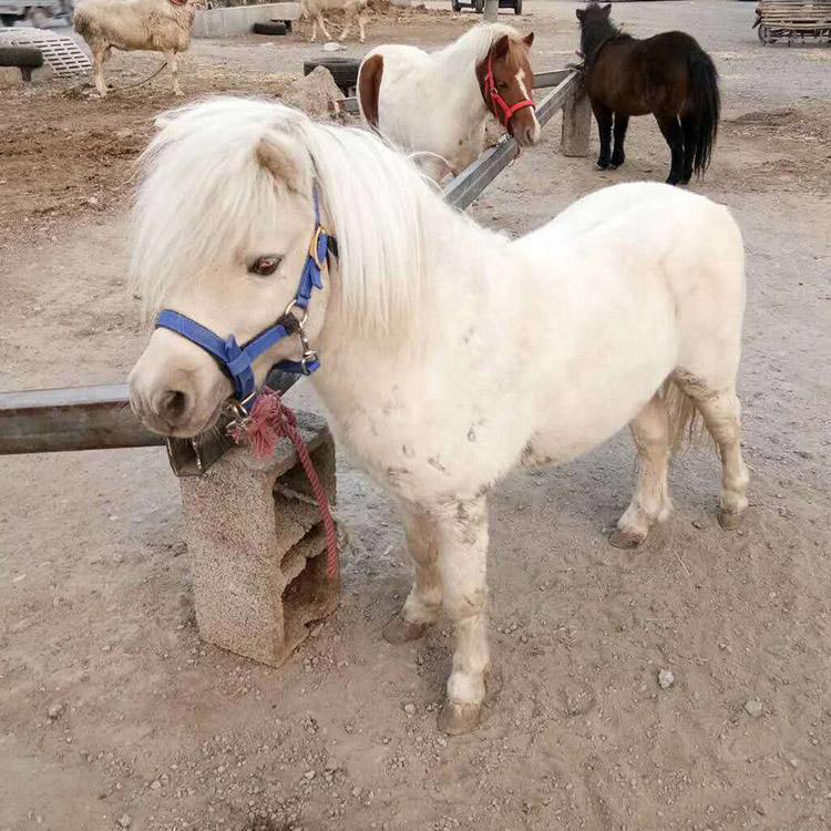 迷你小矮马养殖出售景区用马观赏小矮马嘉大儿童骑乘矮马