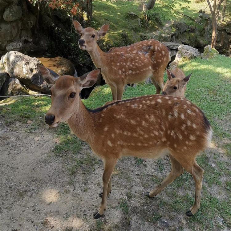 养殖场出售梅花鹿小鹿苗梅花鹿基地提供指导饲养嘉大包养殖技术