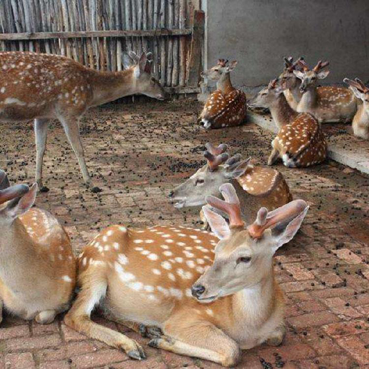 梅花鹿養殖技術動物園觀賞梅花鹿價格嘉大梅花鹿種鹿價格