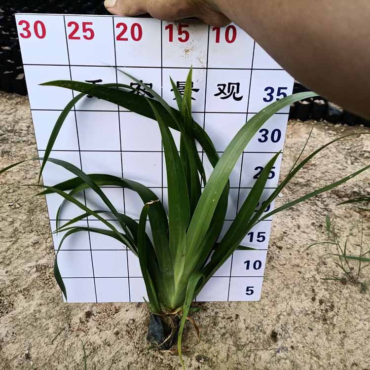 蓝蝴蝶花鸢尾小苗批发 紫蝴蝶花袋苗 园林绿化地被植物 花坛用花