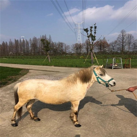 小矮马出售 欧洲图片